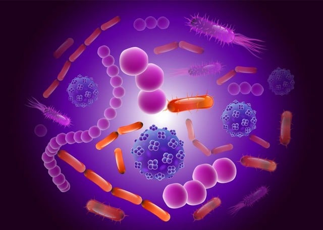 Ukázka, jak vypadají zdravé střevní bakterie