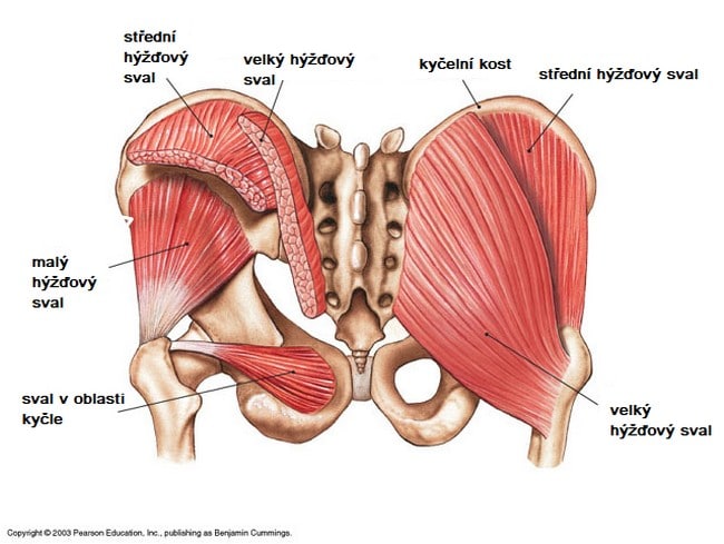 Anatomie hýžďových svalů