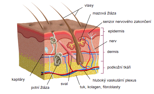 Anatomie pokožky lidského těla